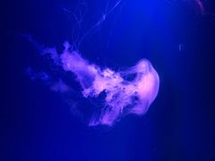 -芜湖新华联大白鲸海洋公园