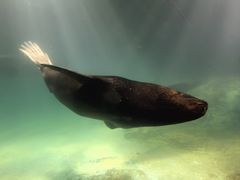 -珠海长隆海洋王国