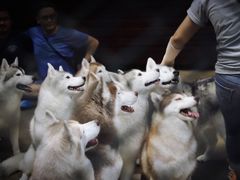 -TrueLove @ Neverland (Husky Cafe)