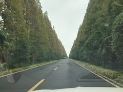 -黄海国家森林公园