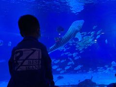 -烟台海昌鲸鲨海洋公园