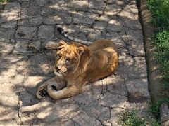 -西霞口神雕山野生动物世界