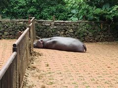 -海南热带野生动植物园