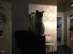 -吱咖啡西式简餐