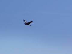 -大湾区中央湿地公园
