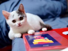 -瑞派康怡24h宠物医院·犬猫医疗中心·微创绝育(瑞景分院)
