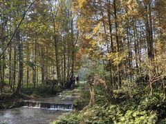 -桤木河湿地公园