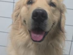 -趣玩宠物乐园寄养训犬训狗游泳池