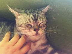 -猫猫幼稚园·撸猫·桌游·电玩