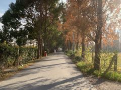 -上海长兴岛郊野公园