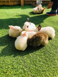 -萌宠亲子动物乐园(槐房万达店)