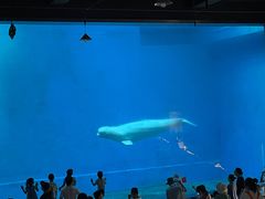 -芜湖新华联大白鲸海洋公园