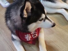 -Husky Go! 哈士奇体验馆·宠物咖啡厅狗咖