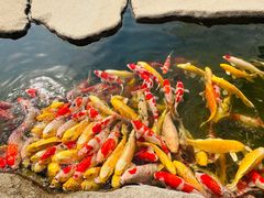 -罗红摄影艺术馆