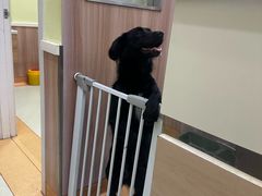 -瑞鹏宠物医院·宠保定点·心脏科·内科(御桥分院)