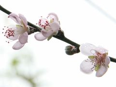 -大埔公路-马料水段香港中文大学(公交站)