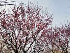 -香雪海