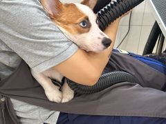 -艾贝尔宠物医院 ·内科全科(梁溪路店)