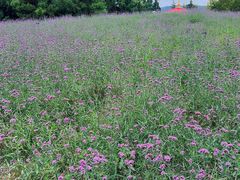 -羊亭河湿地公园