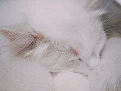 -瞄一喵猫咖(格力海岸店)