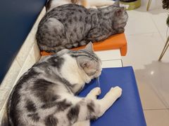 -平行世界·猫咖(首经贸店)