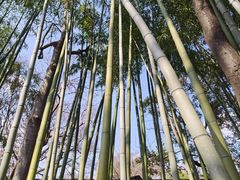 -秋霞圃