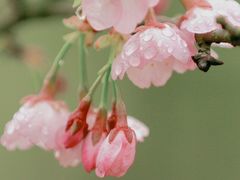 -顾村公园
