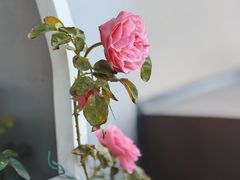 -双季花艺园艺市场(浦东店)