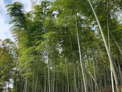 -上海佘山国家森林公园天马山园