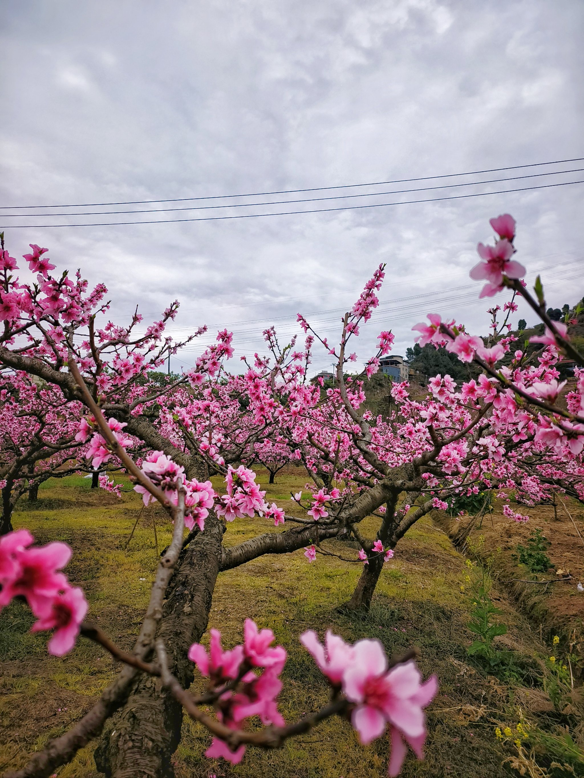 石家庄龙泉大桥桃花图片