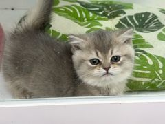 -青奢宠物·青奢猫舍