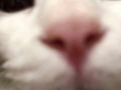 -1013 PET SHOP 宠物商店(近铁城市广场店)