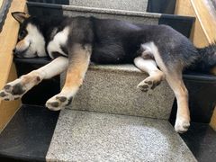 -喜柴咖啡·柴犬狗咖