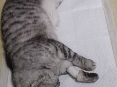 -乐派堂宠物医院·猫友好· 心脏科(东街店)