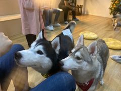 -Husky Go! 哈士奇体验馆·宠物咖啡厅狗咖