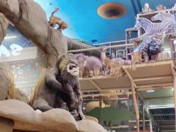 -卡通尼·Safari非洲探索乐园·生日会(金桥国际商业广场店)