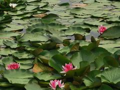 -长春市南湖公园