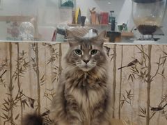 -楼上猫咖(罗湖店)