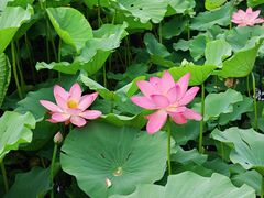 -莲池书院博物馆
