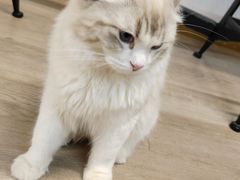 -柴迷FANS CLUB·柴犬狗咖·猫咖