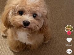 -瑞派申生动物医院·24H夜诊·国际动物医疗中心·骨外科(吴中路店)