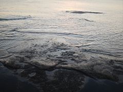 -日照世帆赛基地