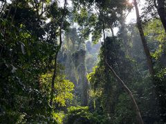 -西双版纳原始森林公园