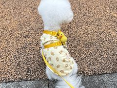 -帕帕拉兹宠物(亚洲旗舰店)