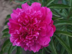 -黑龙江省森林植物园