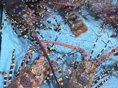 -渔民新村(番禺总店)