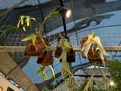 -自由生长植物工作室(深港花卉中心店)