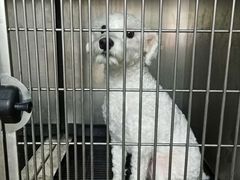 -PETKIT小佩宠物·低压洗护(国顺东路店)