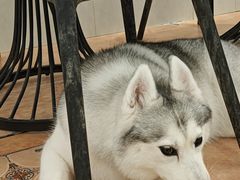 -Let's go狗咖·猫咖·奶狗·桌游(春熙路IFS店)