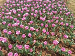 -花博汇(知音花月夜)
